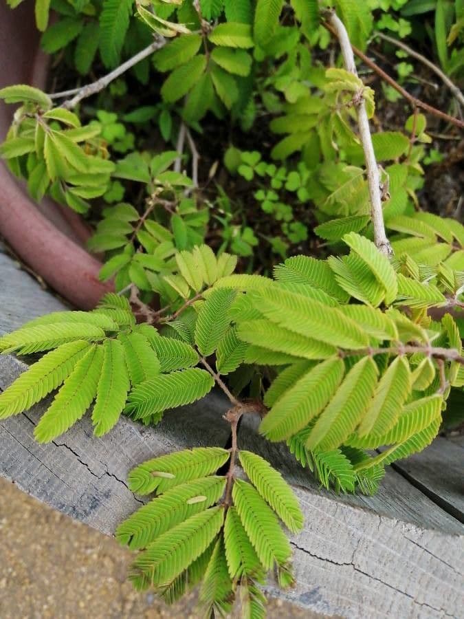 Mimosa pudica 18
