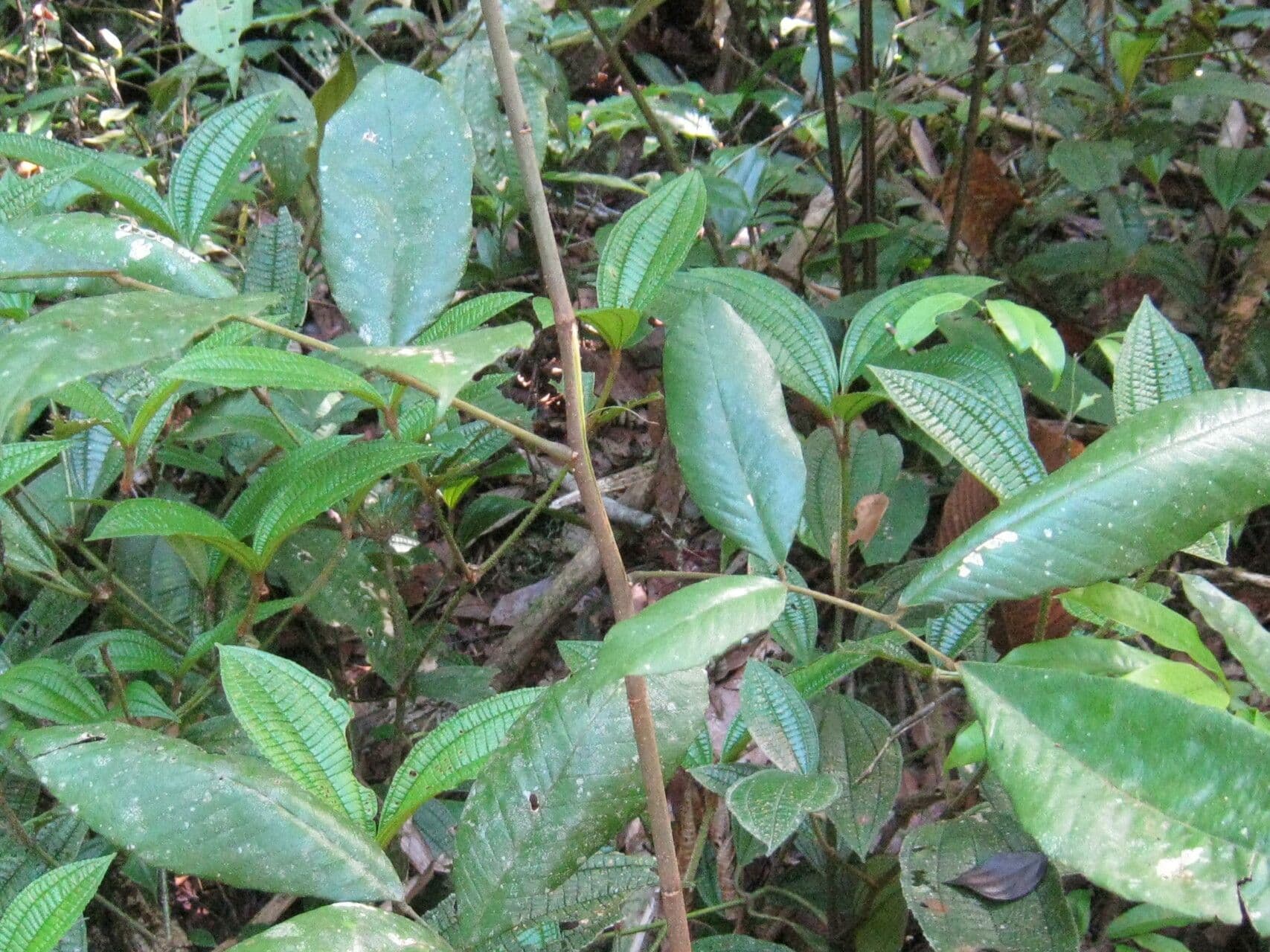 Machaerium quinata 2