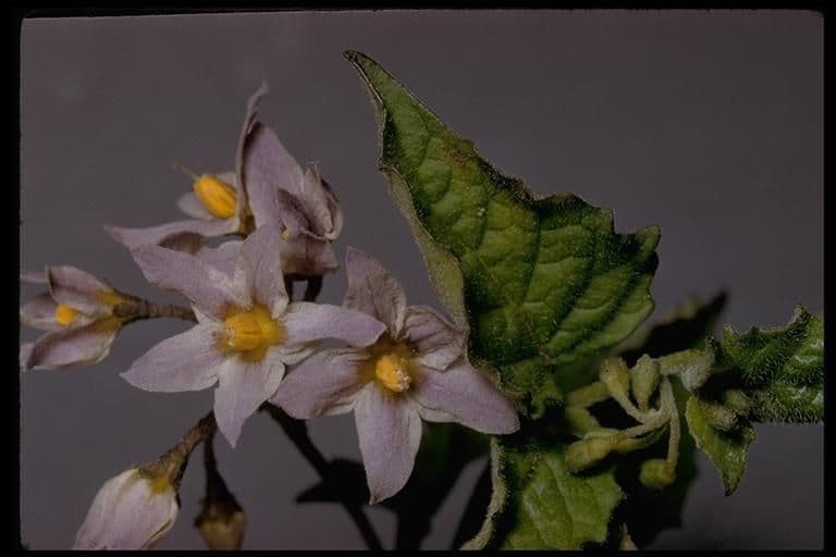 Solanum douglasii 6