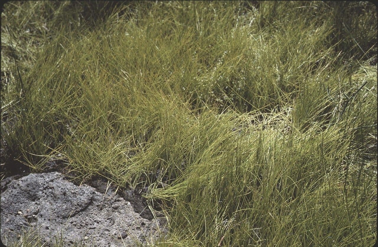 Isoetes setacea 7