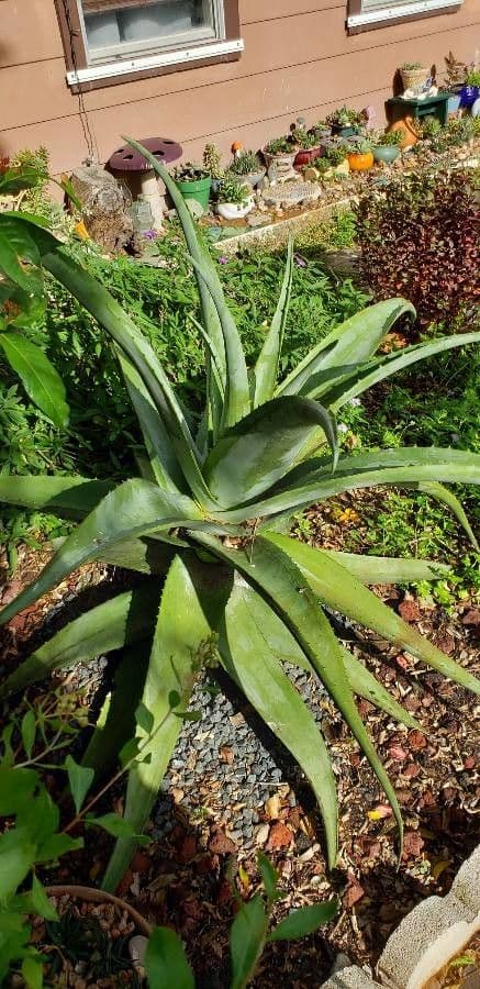 Aloe 8