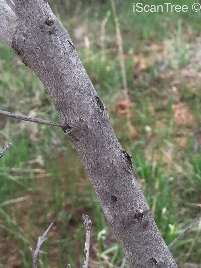 Grewia gialla 10