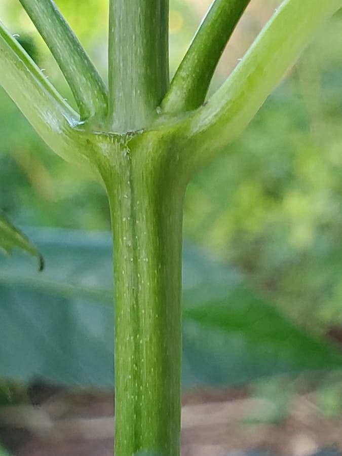 Chelone di Lyon 16