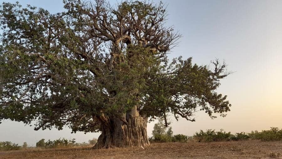 Baobab 20