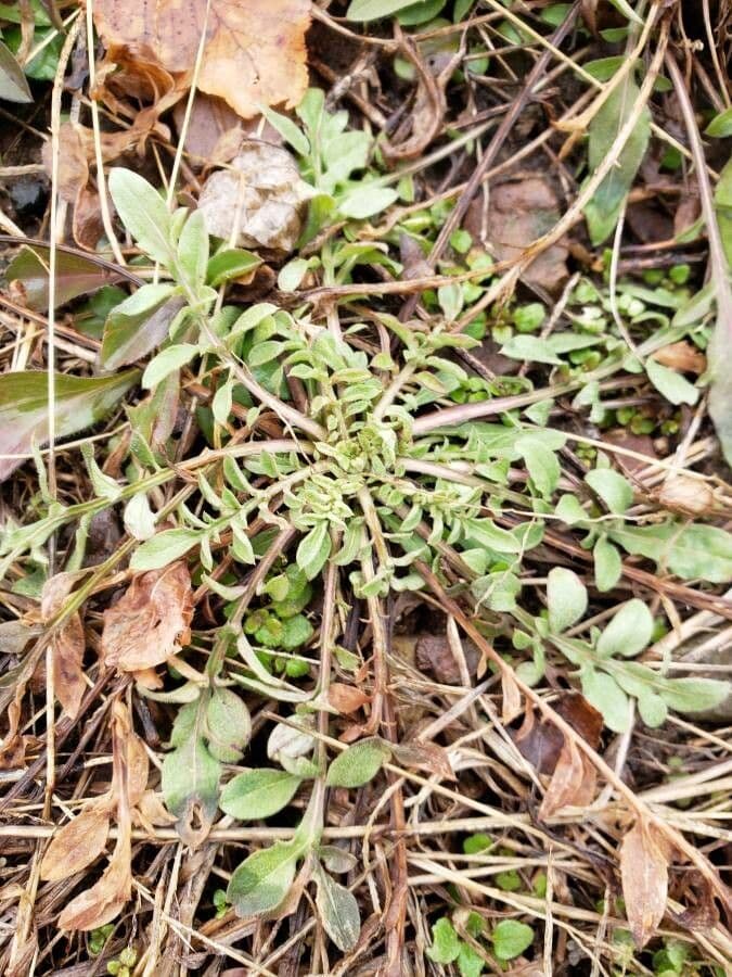 Centaurea collina 12