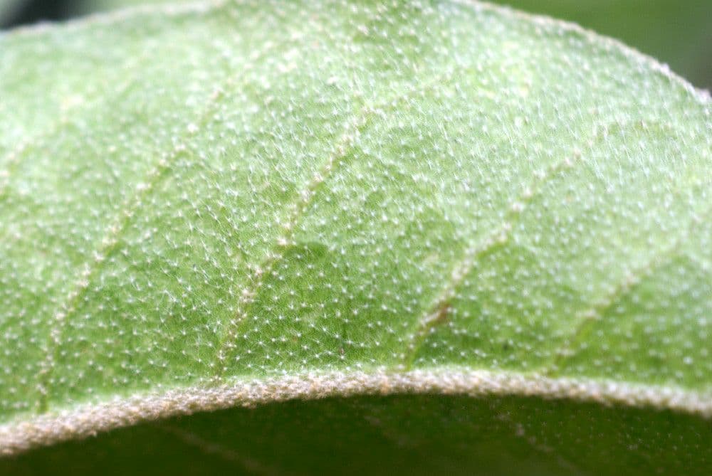 Croton giallo 17