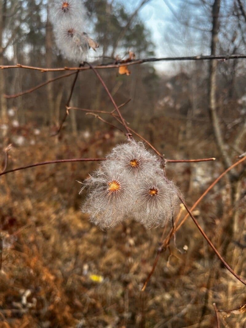 Clematide virginiana 6