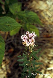 Lespedeza capitata 6