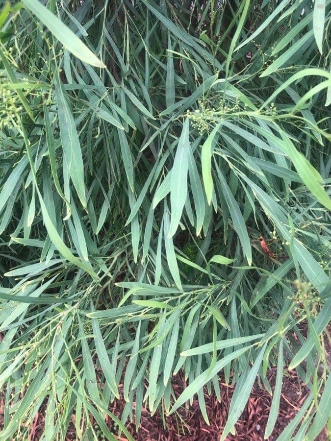 Acacia scopa