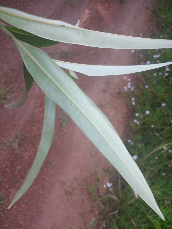 Ocotea