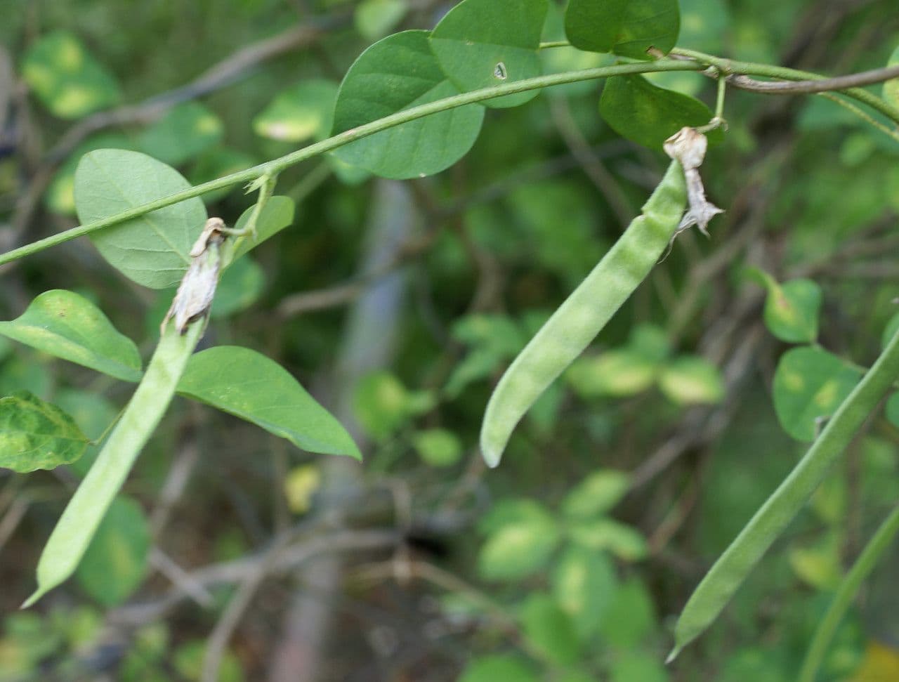 Clitoria ternatea 4