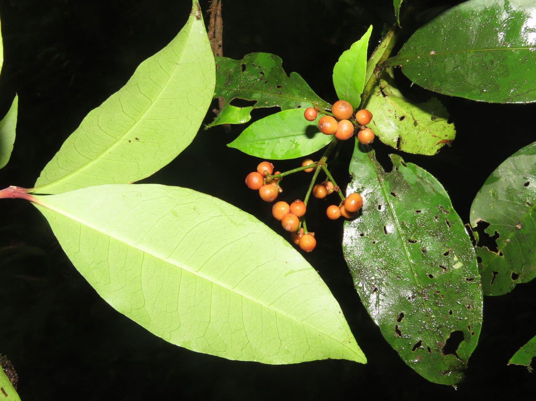 Ixora nicaraguense 9