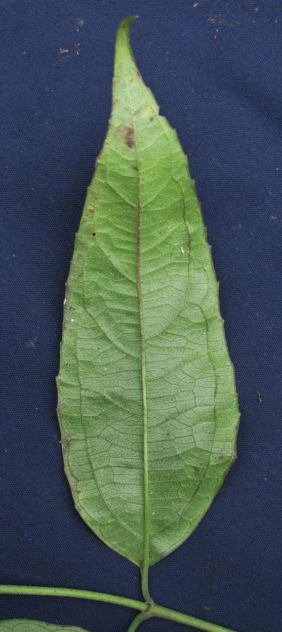 Otopappus 2