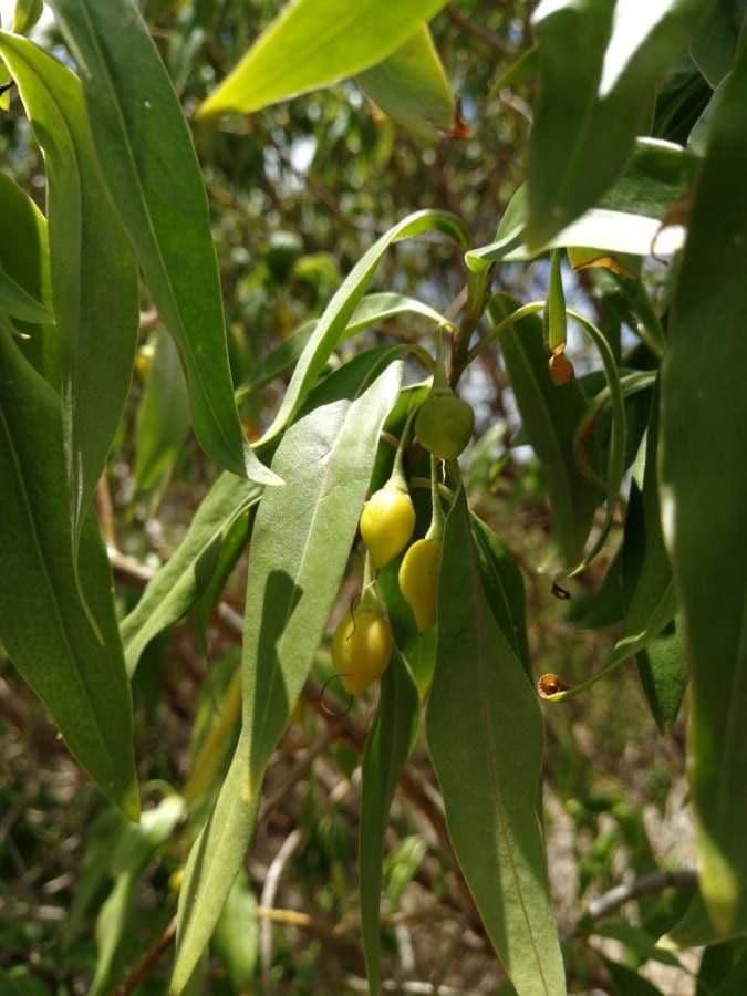 Bontia 4