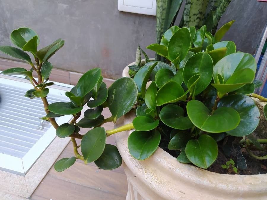 Peperomia 8