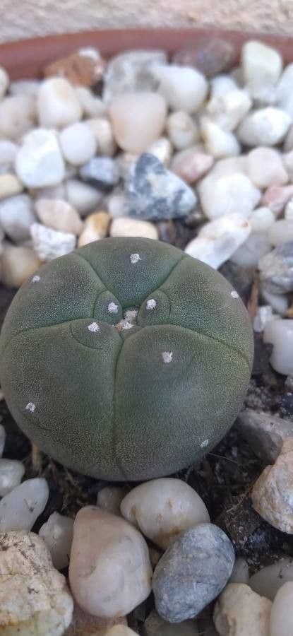 Peyote 20