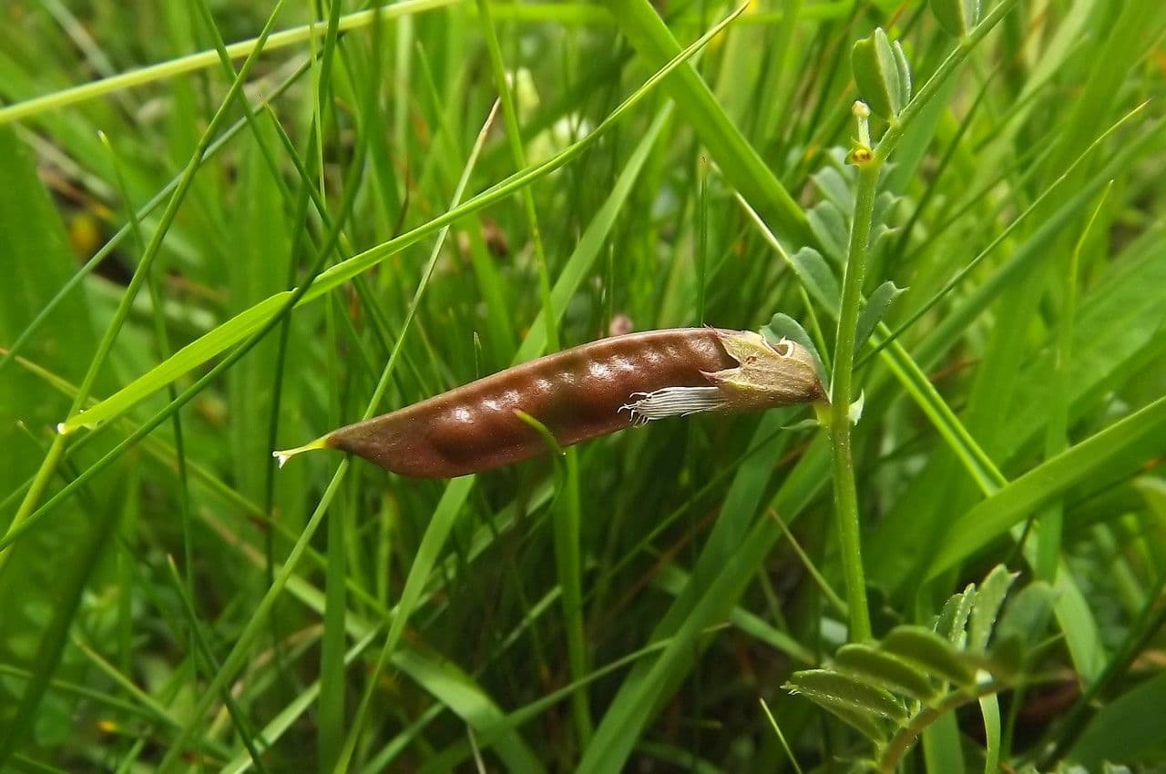Vesce des Pyrénées