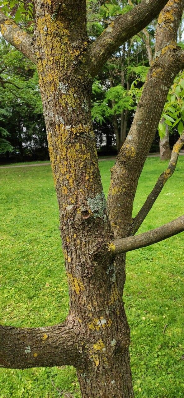 Platycarya strobilacea 21
