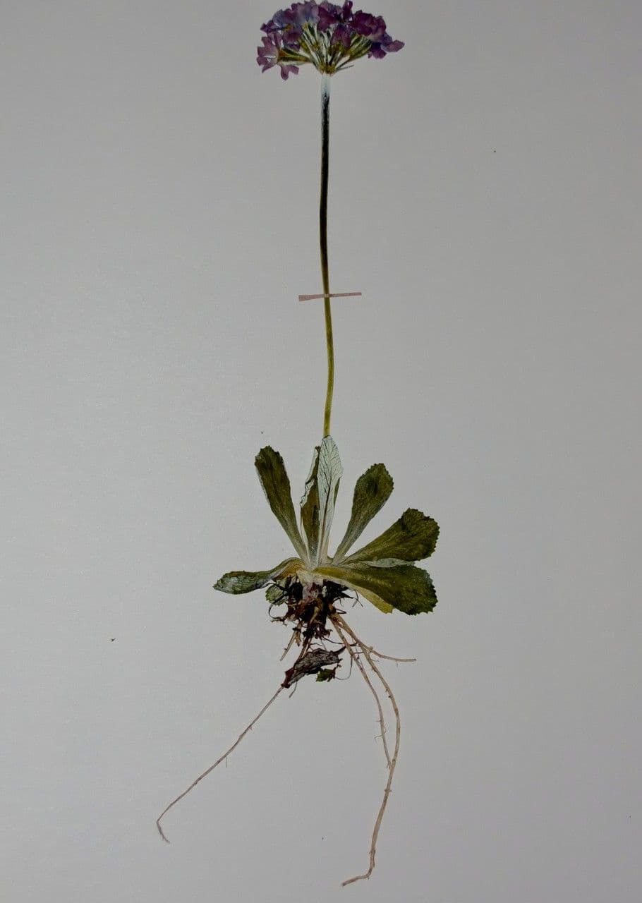 Primula farinosa 26