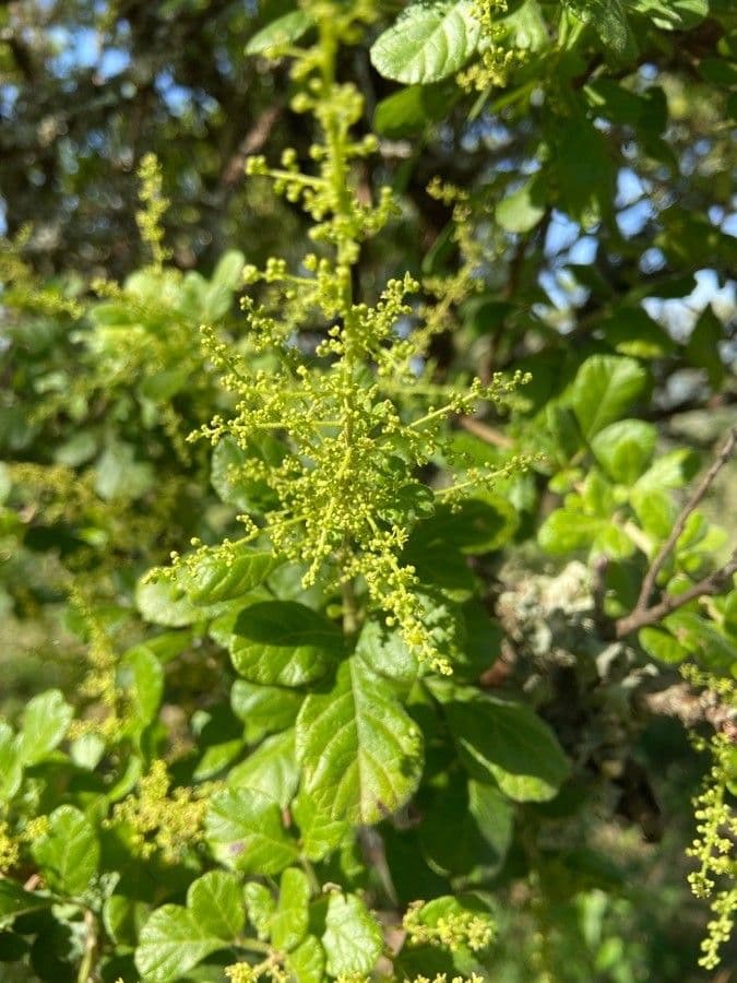 Searsia pyroides 4