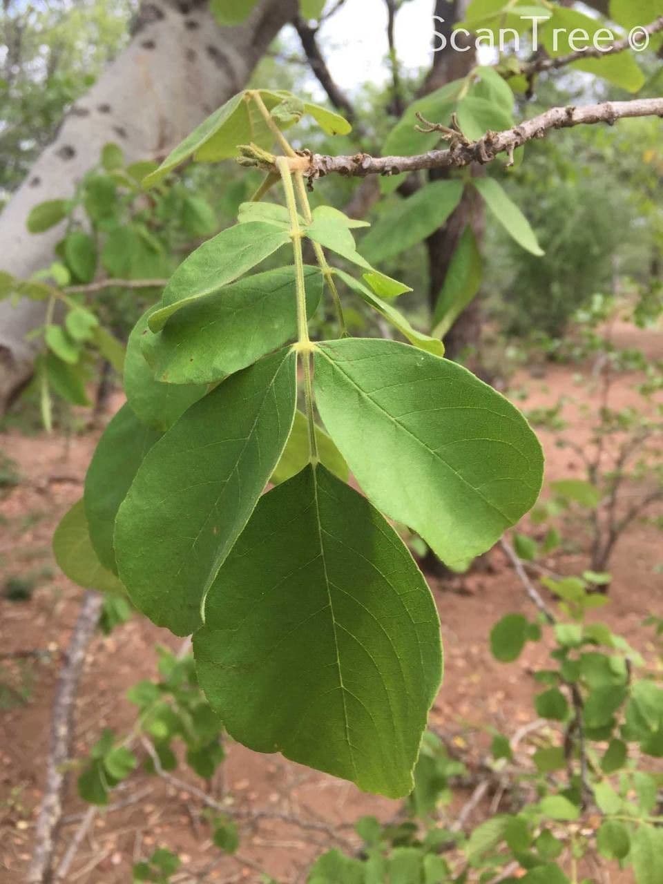 Markhamia 8