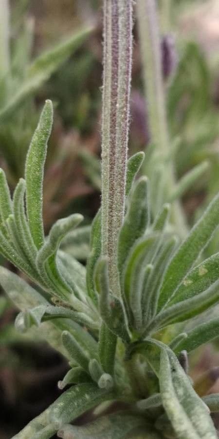 Lavanda selvatica 22