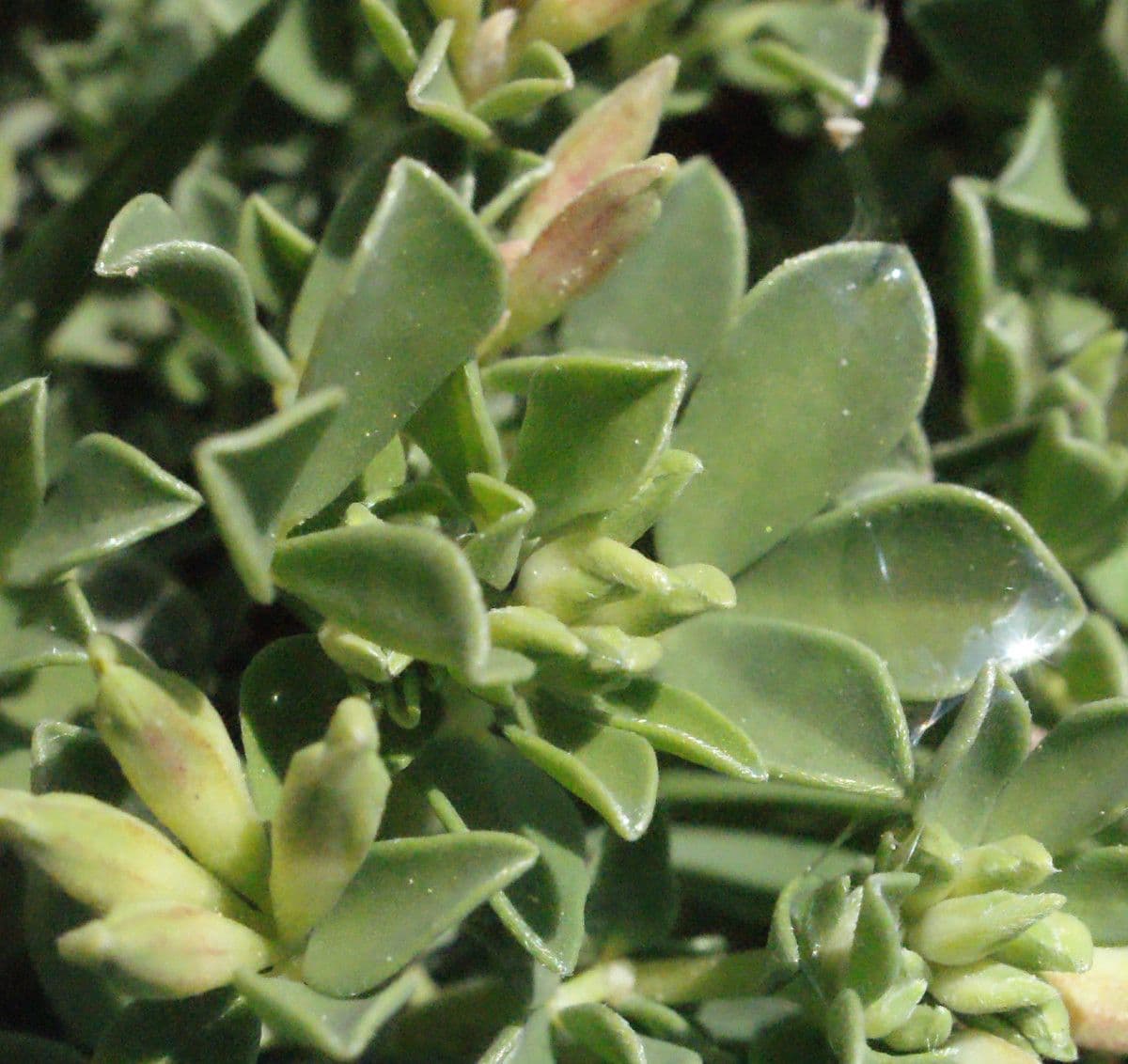Lotus cytisoides 27