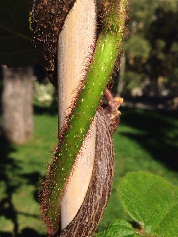Kiwi dorato 24