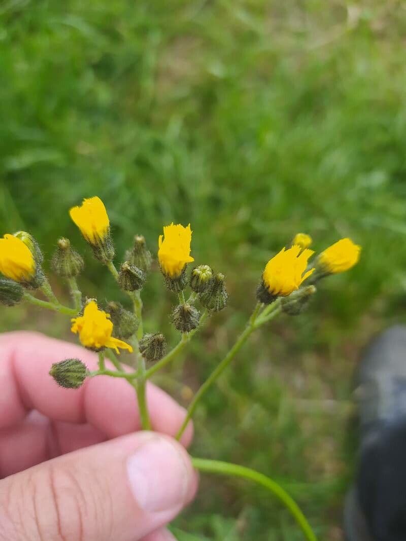 Pilosella caespitosa 2