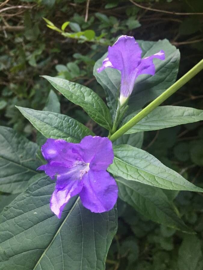 Ruellia 4