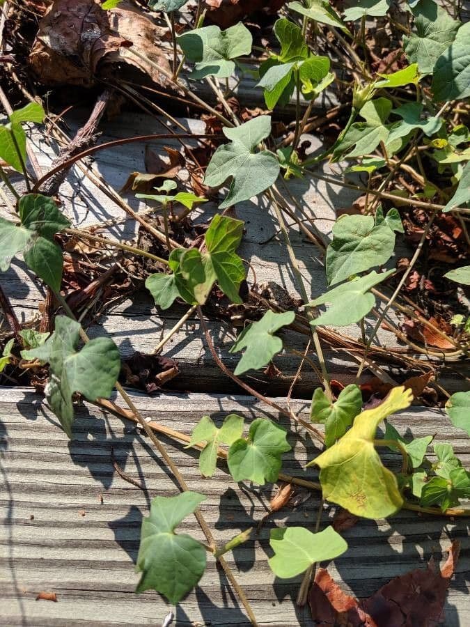 Herzblättrige Prunkwinde 15