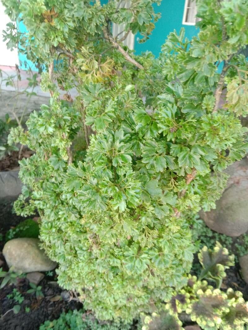 Polyscias guilfoylei 3