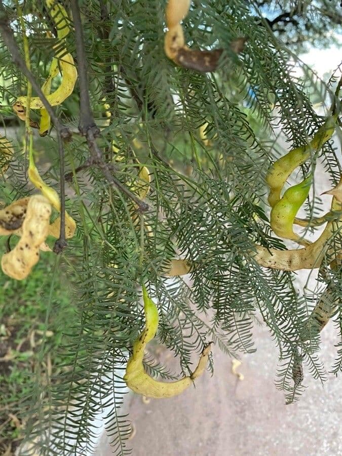 Mimosaceae 14