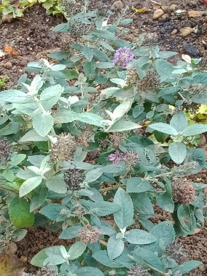 Albero delle farfalle 3