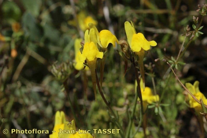 Linaria oblongifolia 8