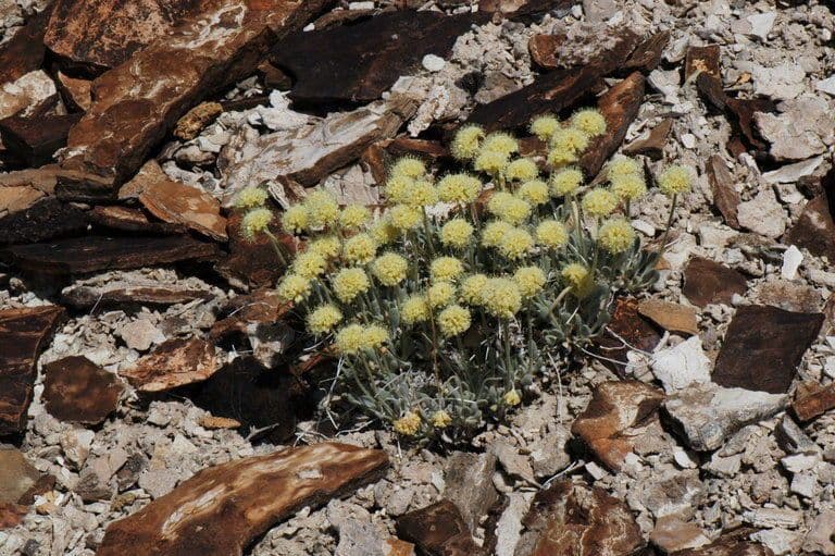 Eriogonum 2