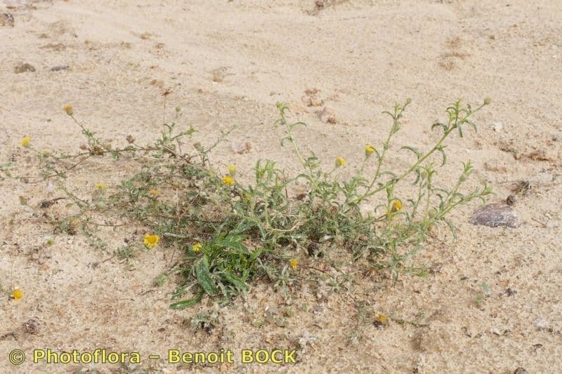 Pulicaria 4