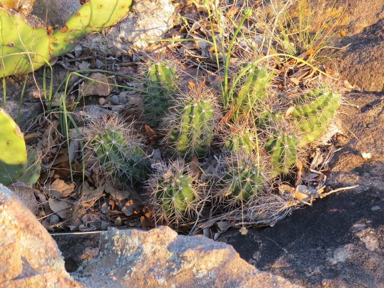 Echinocereus coccineus 8