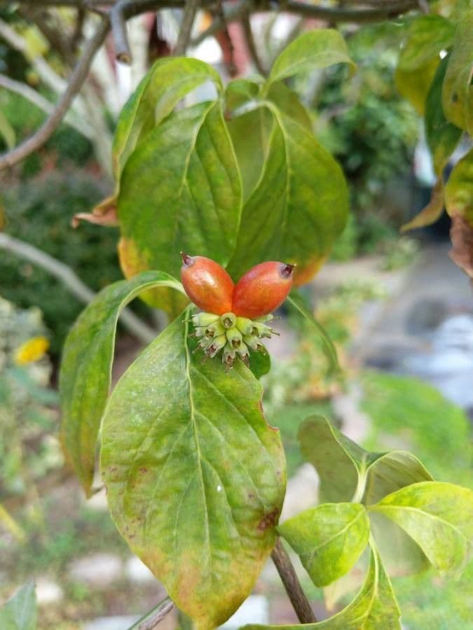 Blüten-Hartriegel