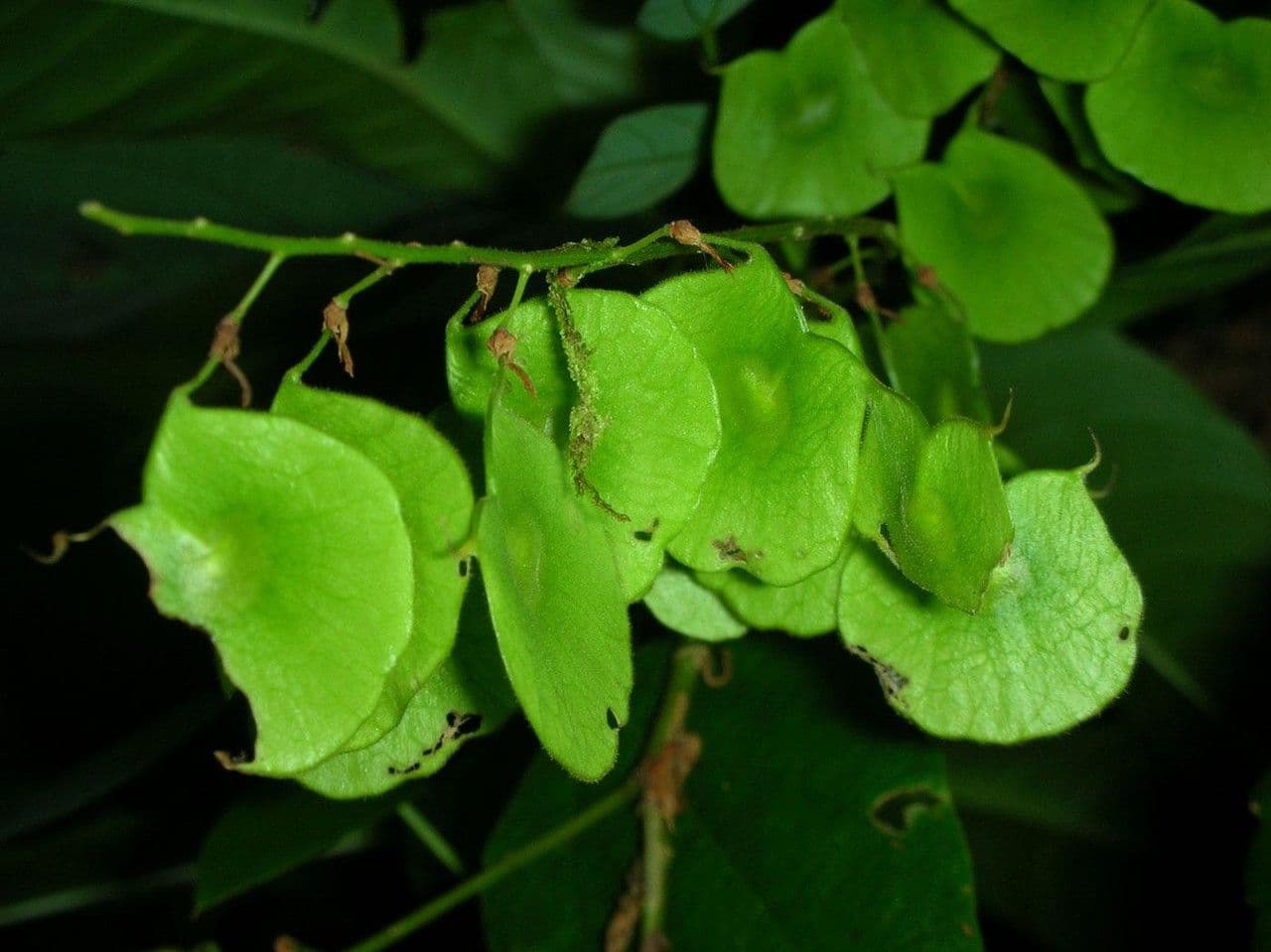 Desmodium 14