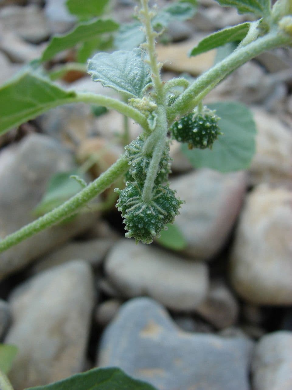 Chrozofora 6