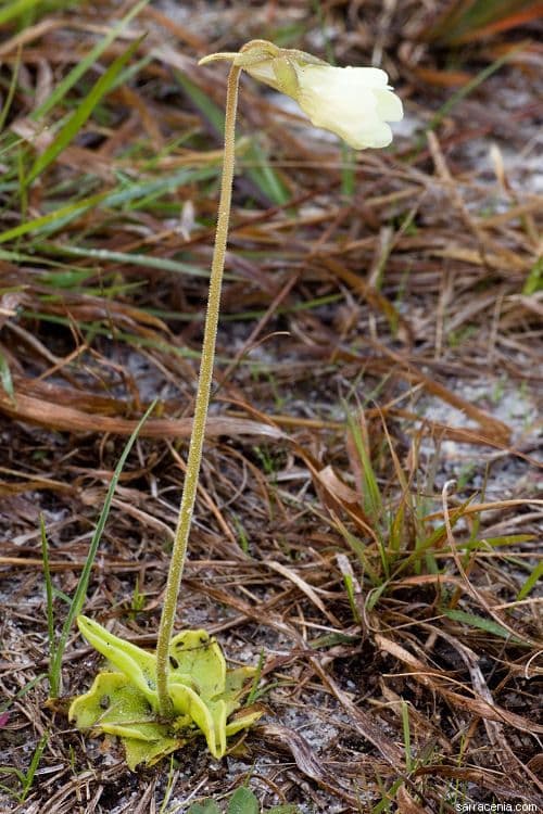 Pinguicula lutea 7