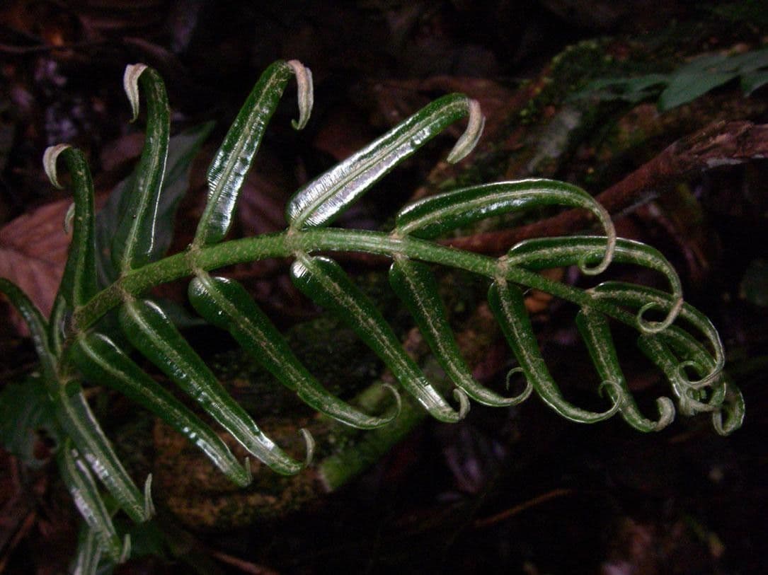 Danaea