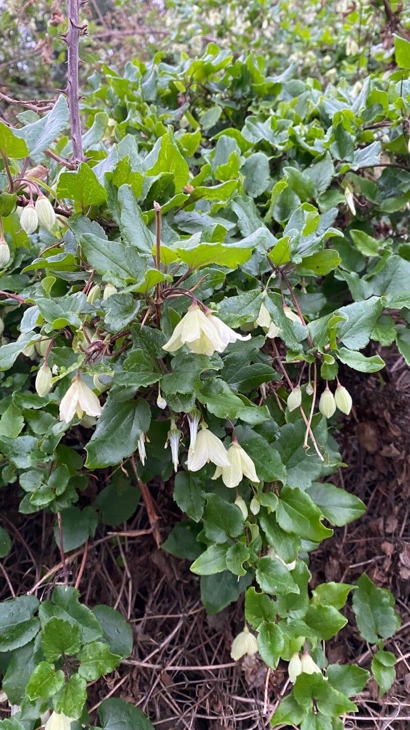 Clematis cirrhosa 13