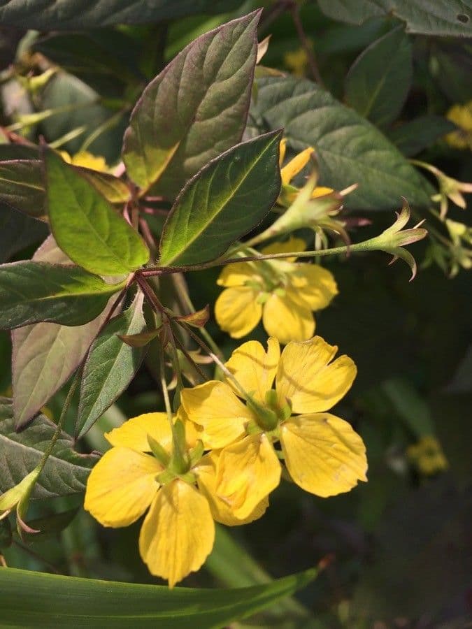 Lisimachia ciliata 6