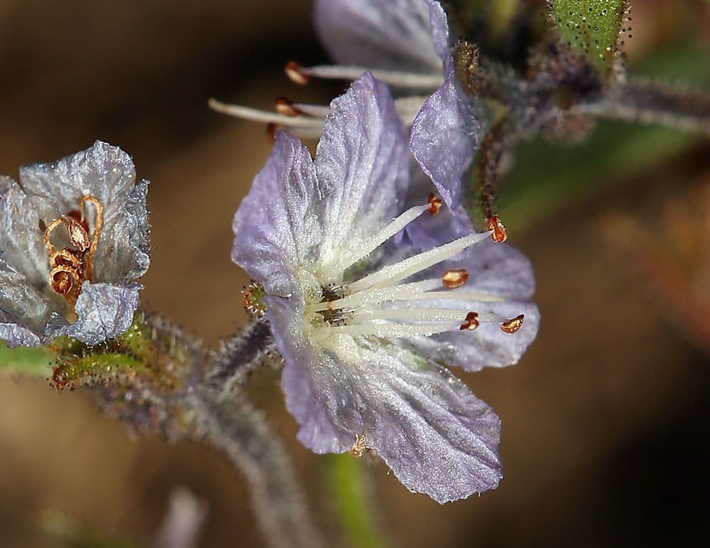 Pringles Phacelia 4