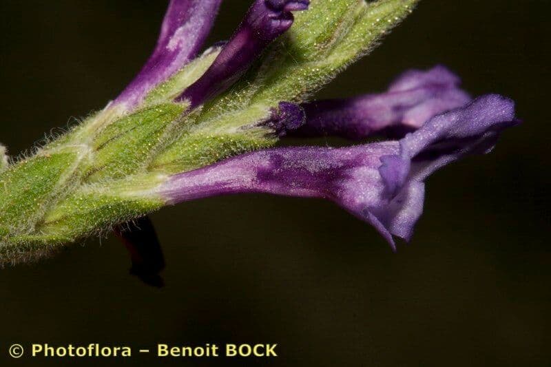 Lavanda 13