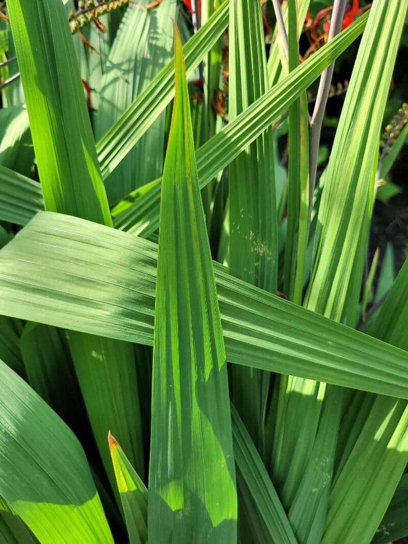 Crocosmia paniculata 11
