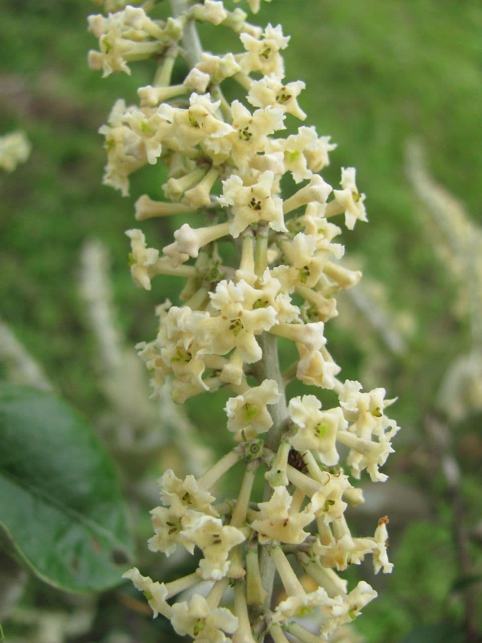 Arachnothryx buddlejovitý 6