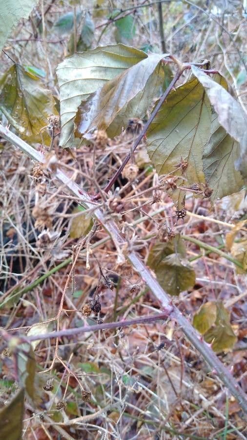 Großblättrige Brombeere 5